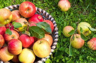 有機農產品價格背后的秘密 從田間到餐桌的成本解讀