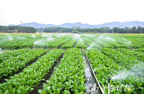 連州特產升級記 從地理標志農產品到地理標志保護產品的跨越